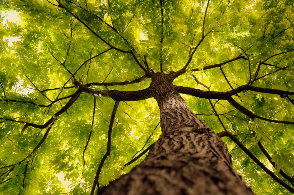 Photo Text Panel Image