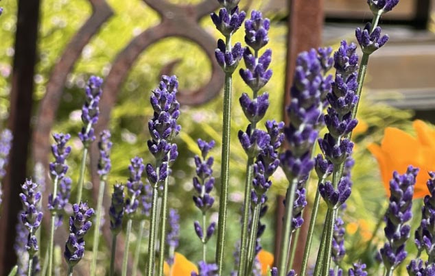 Photo Text Panel Image